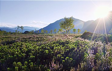 Geheimnisvolle Moorlandschaften