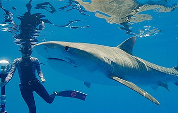 Kamakai - Der größte Tigerhai der Welt?