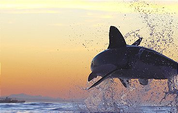 Mythbusters vs. Weißer Hai