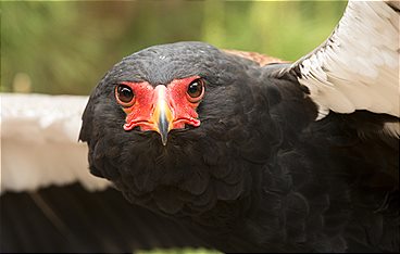 Adler - Superstars der Lüfte