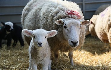 Der Bauernhof - Die faszinierende Welt der Tiere: Schafe