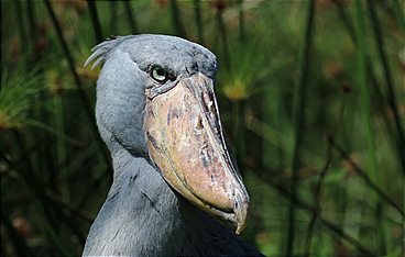 Die größten Flüsse der Erde: Der Nil