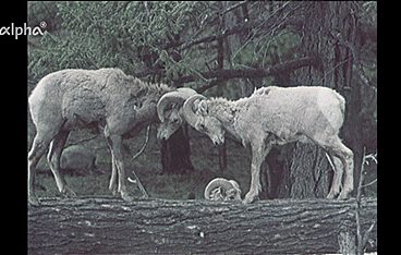 Kanadischer Frühling (1968)