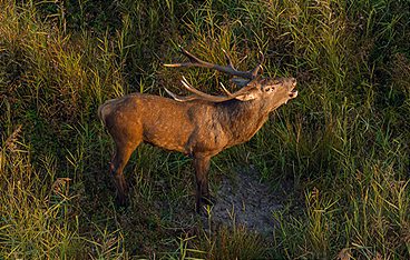 Die geheime Welt der Tiere