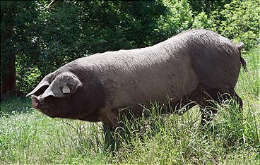 Kintoa, ein Schwein wie kein anderes