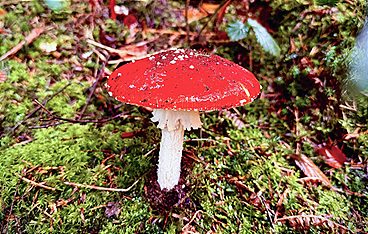 Der Fliegenpilz