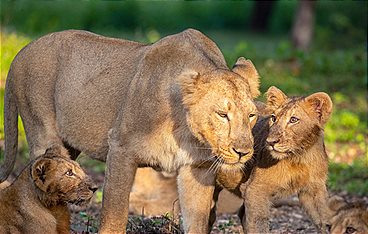 Die Löwinnen-Dynastie