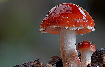 Im Königreich der Pilze