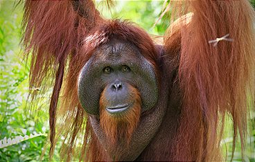 Orang-Utans - Borneos Waldmenschen