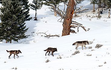 Yellowstone - Das Geheimnis der Wölfe