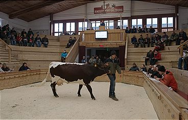 Österreich unzensiert - Kurioser Alltag
