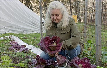 Gemüse ernten im Winter