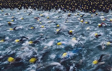 Triathlon: T100 Triathlon World Tour in San Francisco