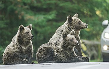 Bärenalarm in Transsilvanien