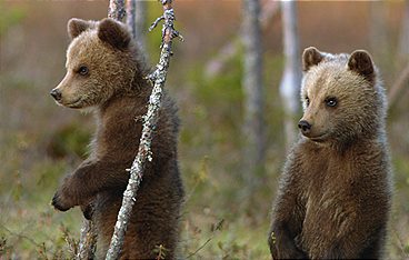 Das erste Jahr in der Wildnis