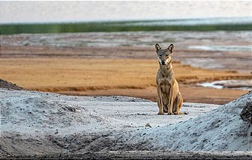 Deutschlands neue Wildnis