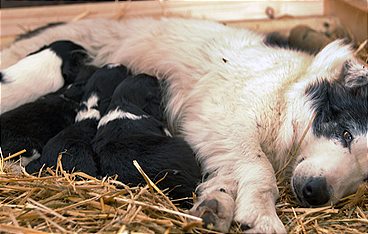 Die Tierärzte - Retter mit Herz
