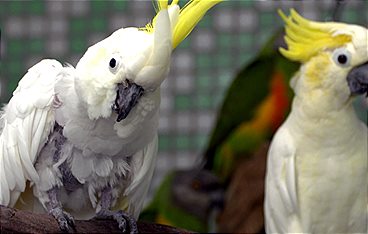 Die Tierärzte - Retter mit Herz