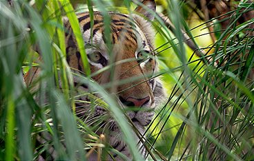 Thailands geheimnisvolle Raubkatzen