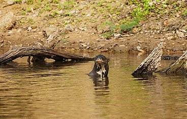 Anna und die wilden Tiere