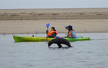 Anna und die wilden Tiere