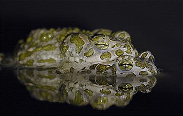 Die Lausitz - Experiment Natur