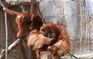 Elefant, Tiger & Co. - Spezial