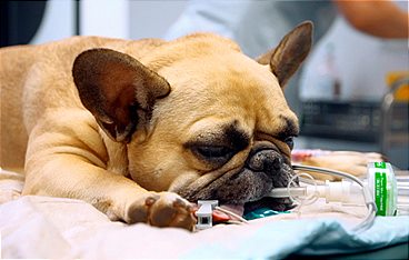 Tierretter unterwegs in Mitteldeutschland