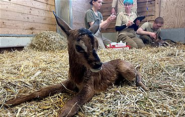 Seelöwe & Co. - tierisch beliebt