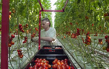 Der Weg der Tomate - Vom Feld in die Welt