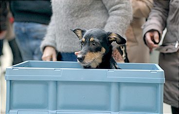 König Hund & Kaiserin Katze - das Geschäft mit der Tierliebe