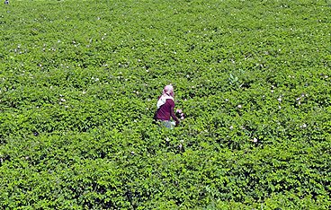 Parfums - die schmutzige Wahrheit