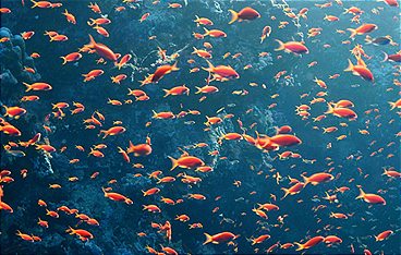 Das Rote Meer - Im Zaubergarten der Evolution