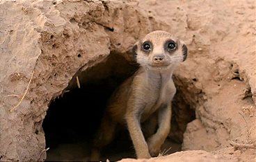 Die Schule der Tiere - Lernen von Artgenossen