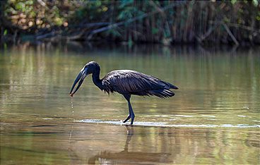 Die Victoriafälle - Afrikas Garten Eden