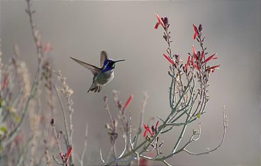 Ein Jahr auf unserer Erde - Frühling