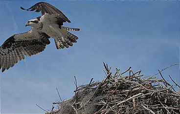 Everglades - Geheimnisvolle Wasserwildnis