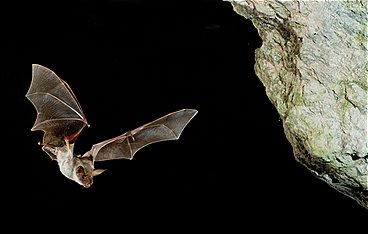 Mythos Transsilvanien - Draculas geheime Wildnis