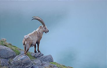 Naturerbe Österreich - Die Nationalparks: Die Herausforderungen