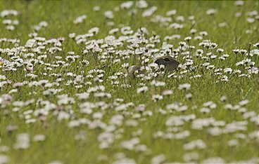 Österreichs Erbe für die Welt - Meisterwerke, Urwälder und Prachtbauten