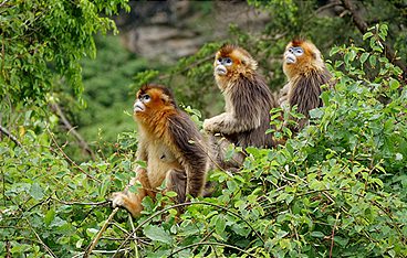 Pandas - Chinas sanfte Riesen
