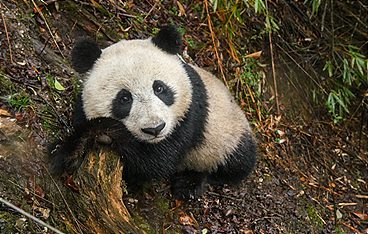 Pandas - Chinas sanfte Riesen