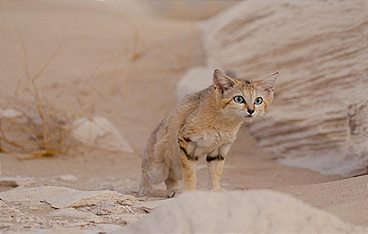 Qatar - Perlen im Sand