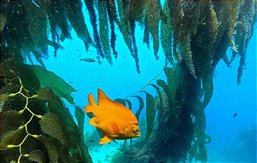 Seeotter - Kaliforniens kleine Helden