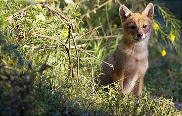 Slowenien - Am Puls der Wildnis