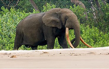 Tierische Kunst - Die wilde Talenteshow