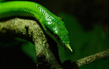 Vietnams geheimnisvoller Norden - Im Reich der Bergwälder