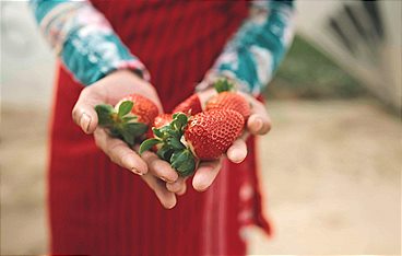 Bittere Früchte - Ausbeutung auf Europas Feldern