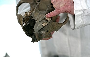 Kolosseum - Arena der Macht (2/2) - Glanz und Verfall