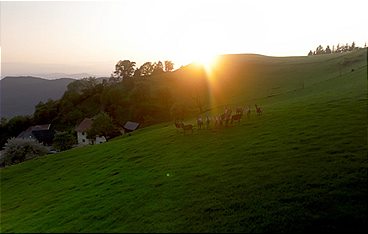Landleben